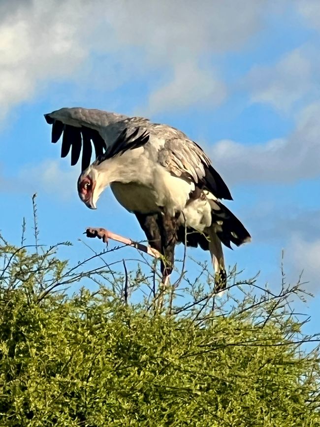 Prima safari