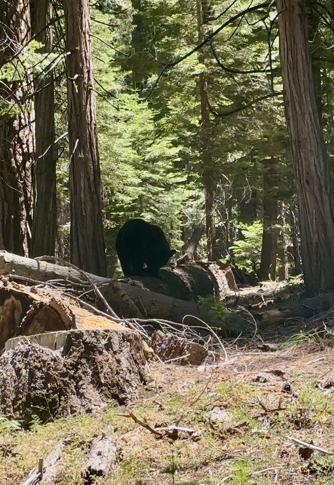 Tag 9 - Ultimo giorno nello Yosemite e un momento indimenticabile con un orso 🐻