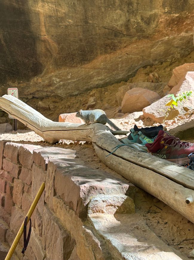 Canyon Land:Zion and  Bryce Canyon❤️