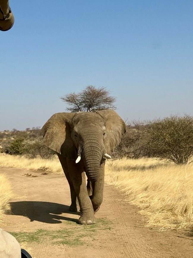 Namibia 2k25 🦓🏜️🐘