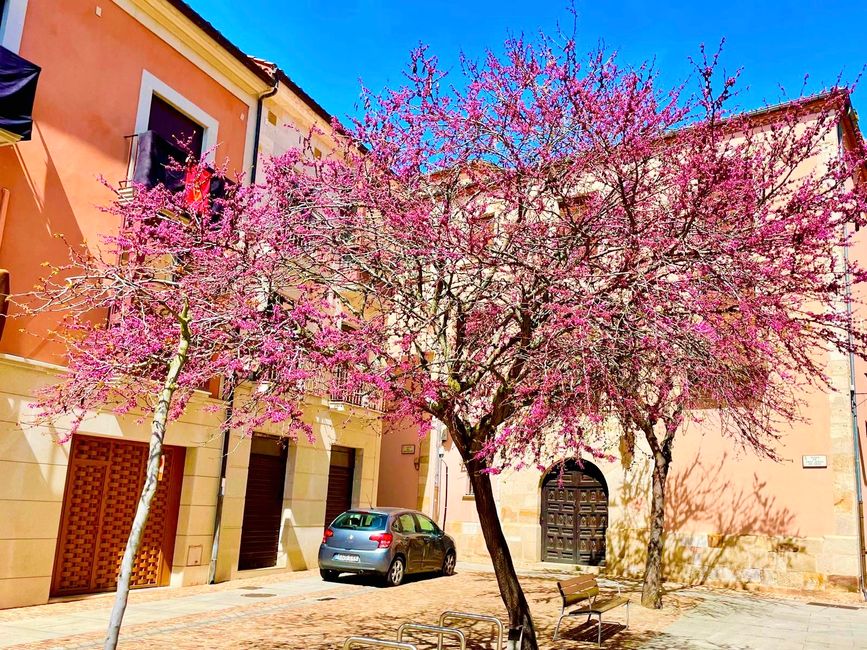 A wild cherry at the beginning of its blooming season.