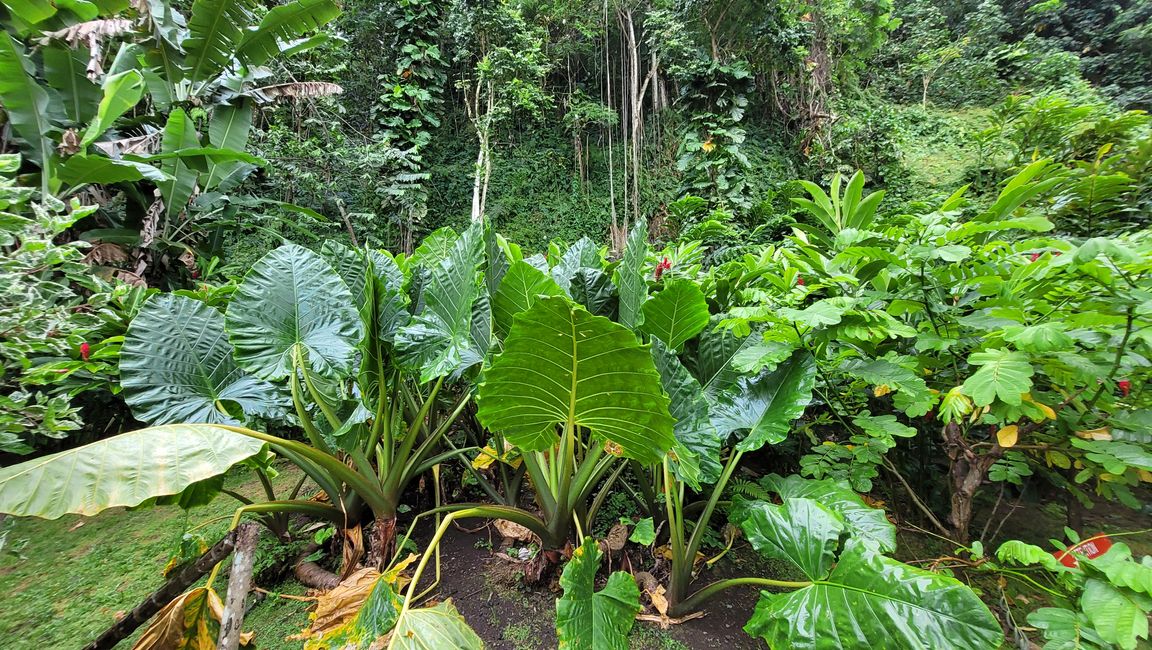 Tour around the edge of Tahiti-Nui