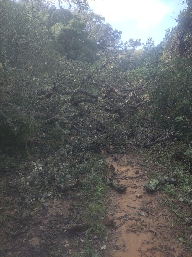 umgestürzte Bäume...