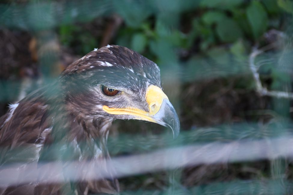 Steppenadler