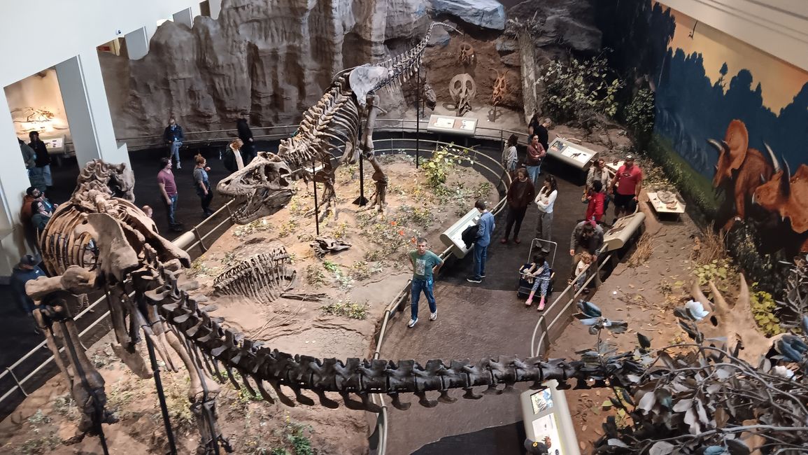 Museum of Natural History I
