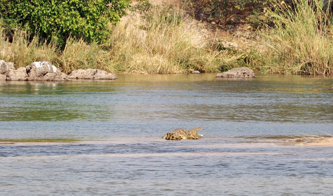 Breakfast with the Hippos