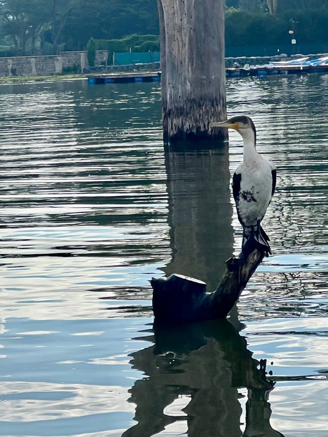 Från Lake Naivasha Country Club till Great Rift Valley Lodge and Golf Resort