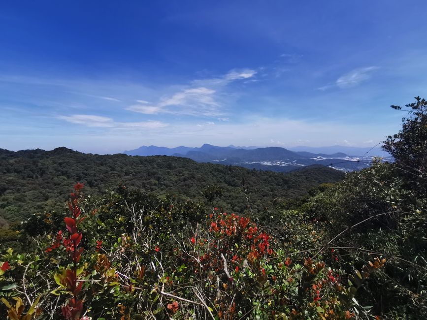 ... y una última mirada antes de volver a la selva ...