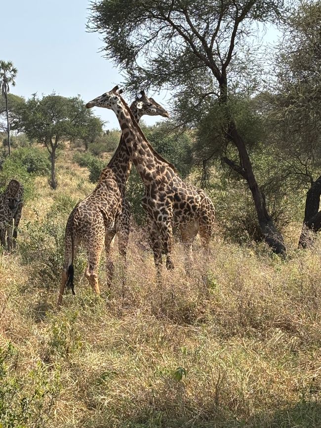 Parc national de Tarangire