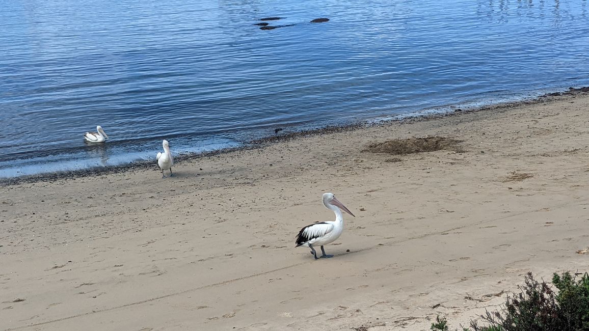 Rivière Cenn / Ulladulla
