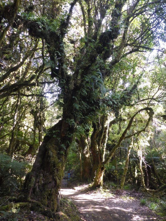 Verwunschenen Wald