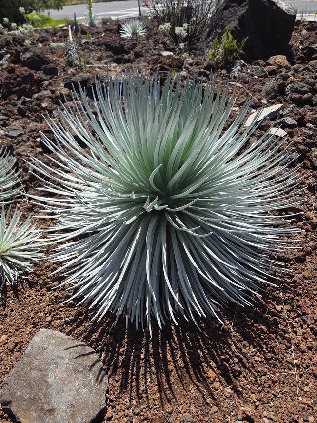 14. Maui - Haleakalā-Nationalpark