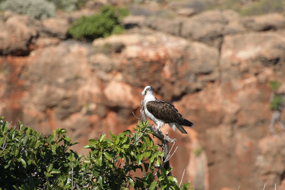 Cape Range NP - Yardie Creek - Osprey / Osprey