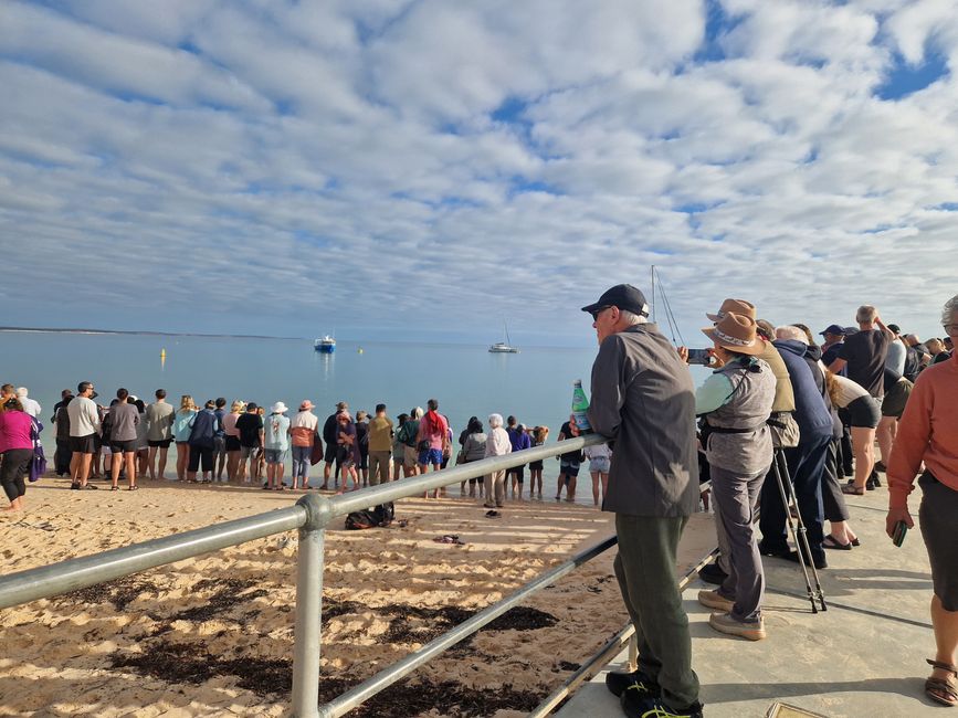 Afluencia de visitantes durante la alimentación de delfines