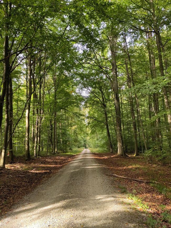 Beech forest (Hainich and Feuerkopf)