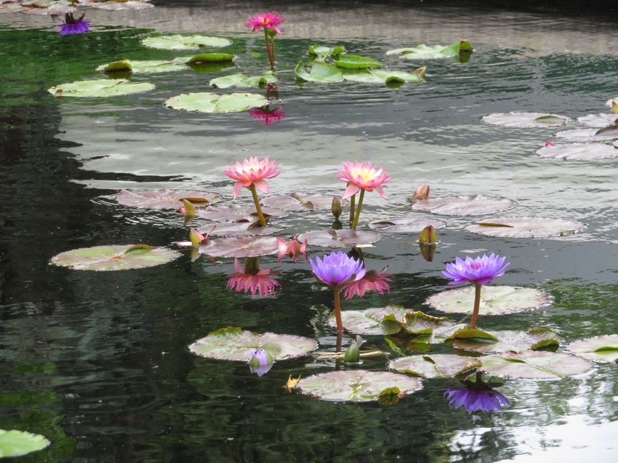 Reflejo de la nadadora