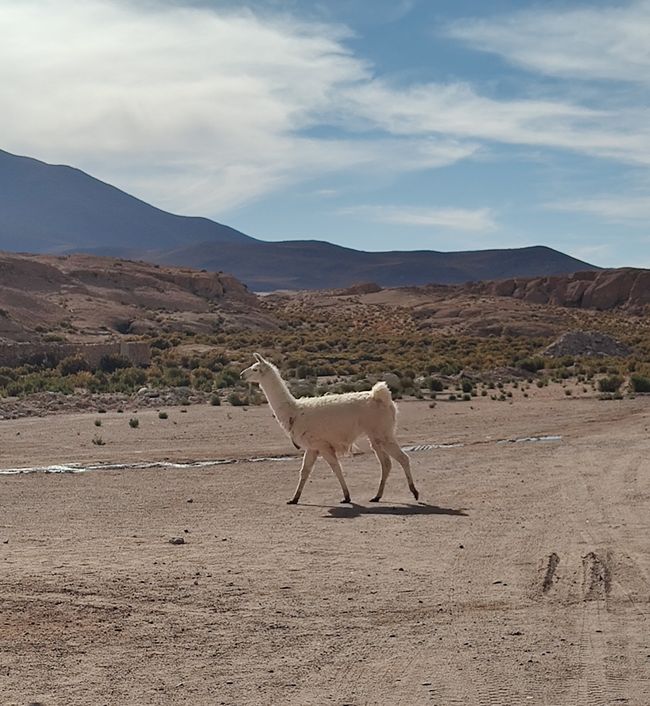 Bolivia, Tour de Lagunas