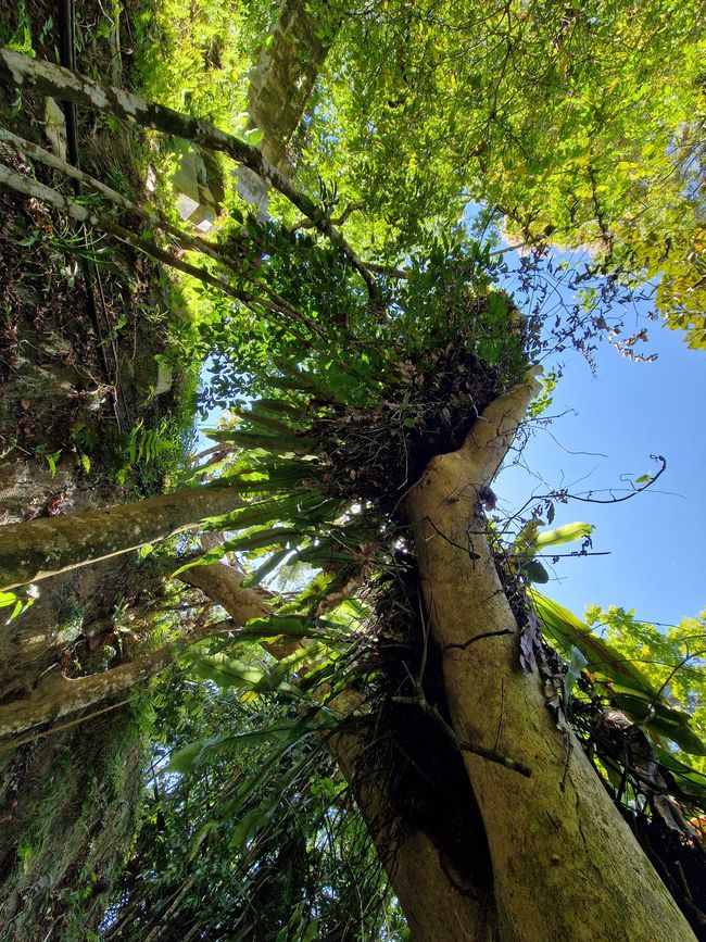 Zwischen Himmel und Erde - Georgetown/Penang