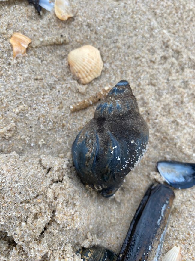Strandschnecken