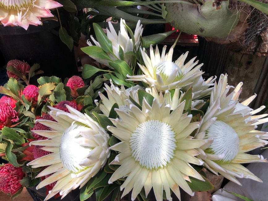 Meravigliose fiori di protea