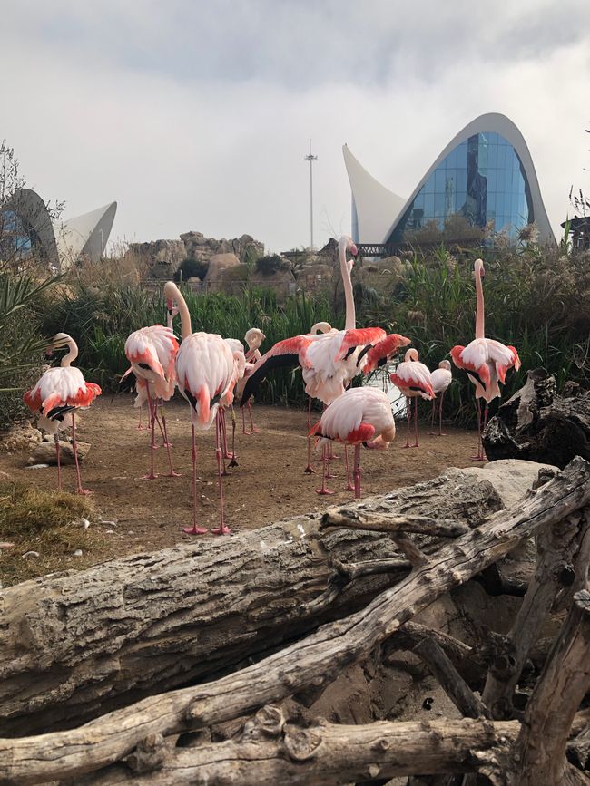 Angeber-Flamingos zeigen ihr rotes Gefieder