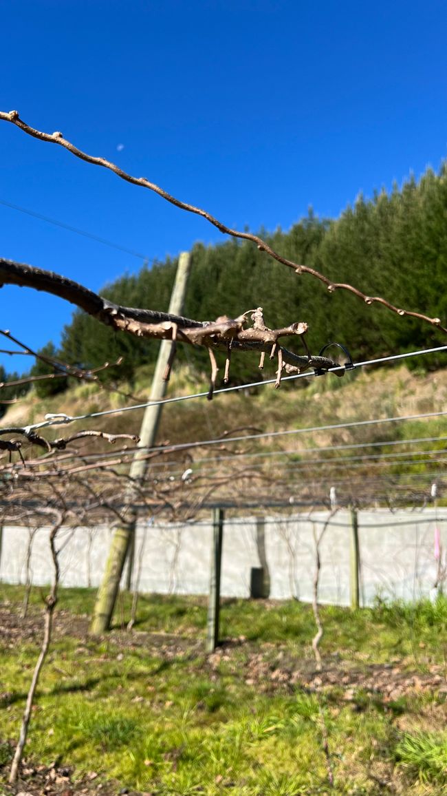 Weibliche Kiwi-Pflanze, die Stängel der geernteten Früchte sind deutlich zu erkennen 