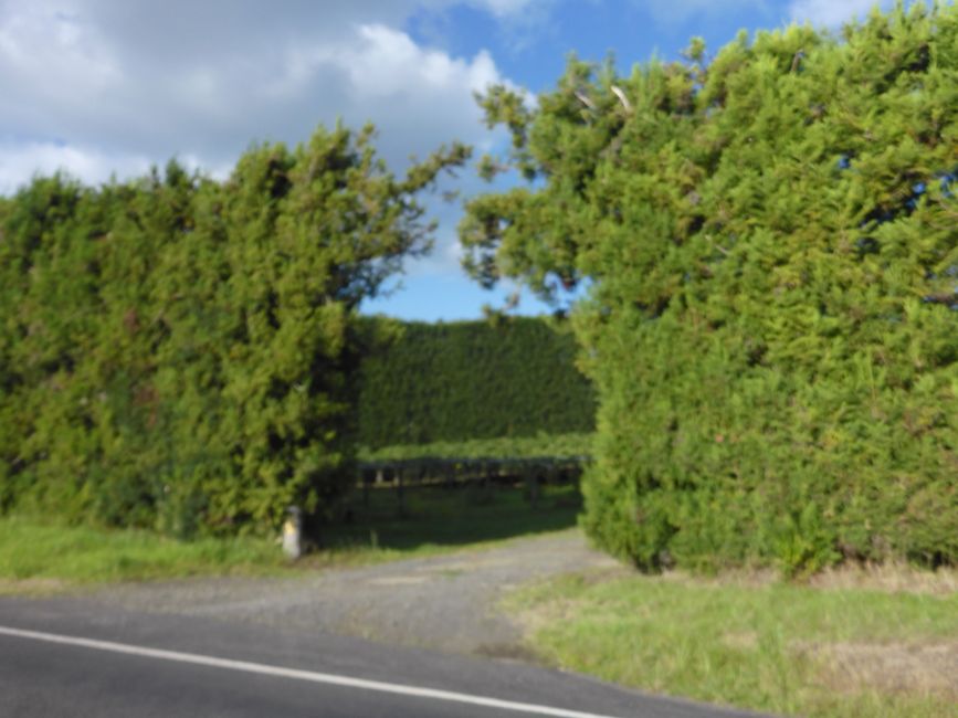 Plantations entre de hautes haies