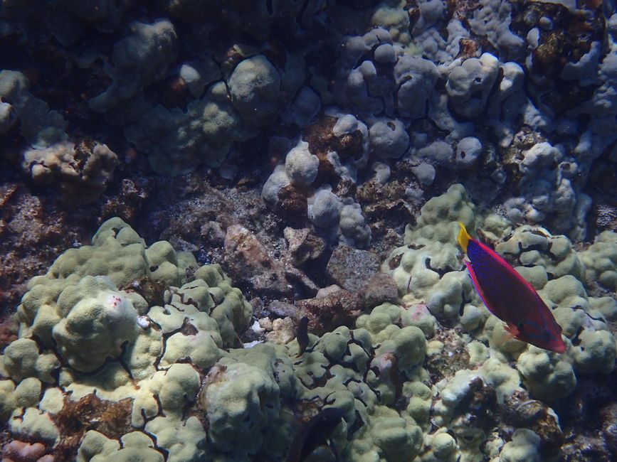 Snorkeling à Molokini - Poisson junker à queue jaune