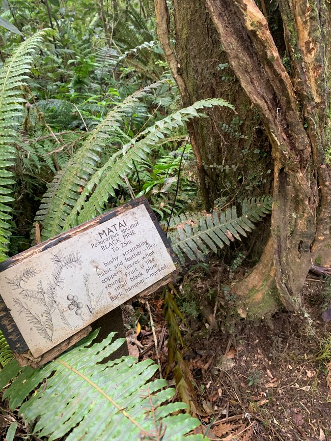 22_OHAKANE ET BALADES EN FORÊT