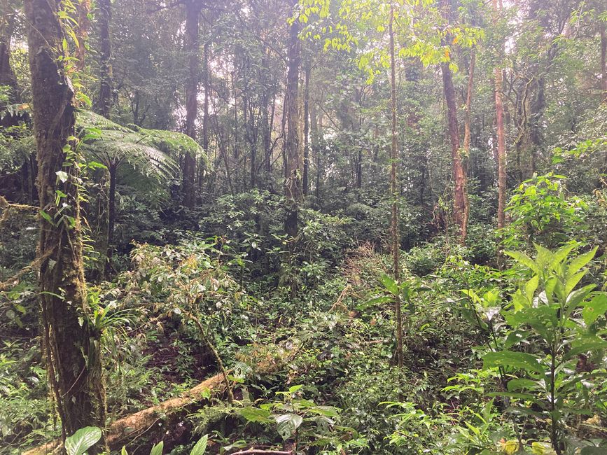 Monteverde