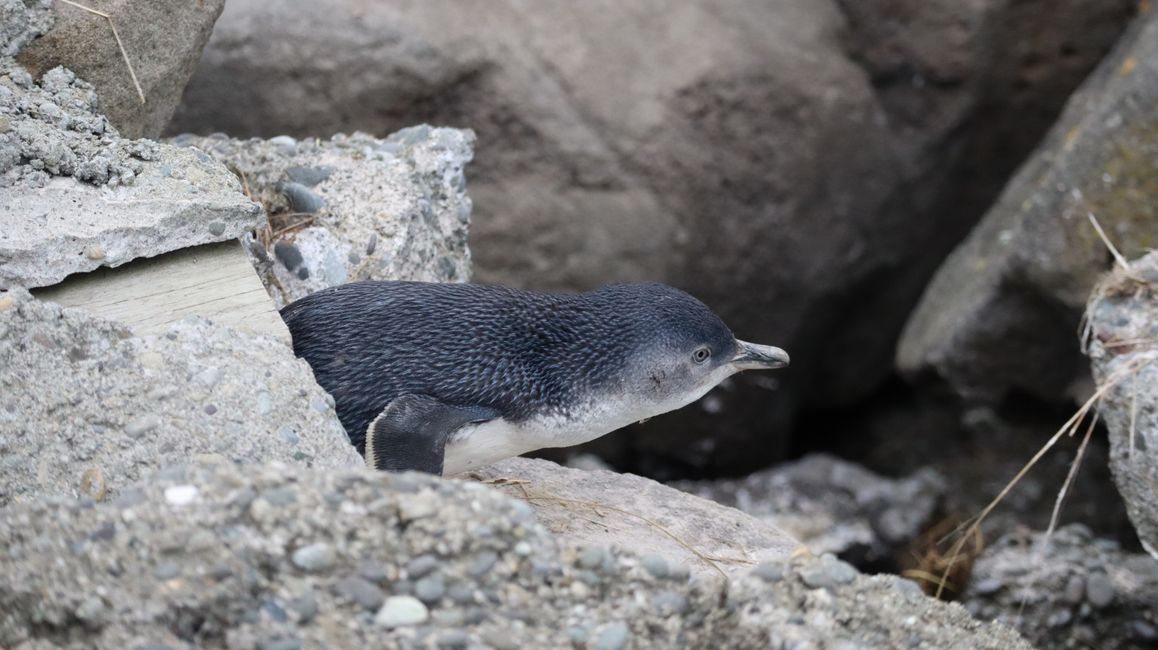 Timaru - aquí viven los pingüinos