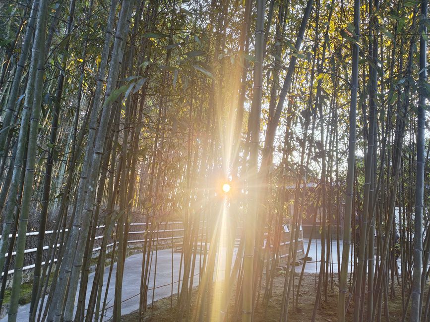 Visite des temples à Kyoto