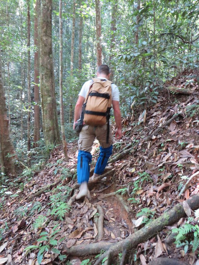 Sinharaja - l'ultima foresta pluviale dello Sri Lanka