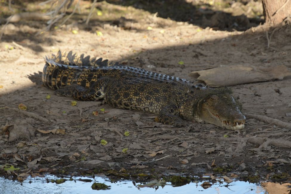 Kakadu NP - Salzwasserkrokodil / Salt water crocodile