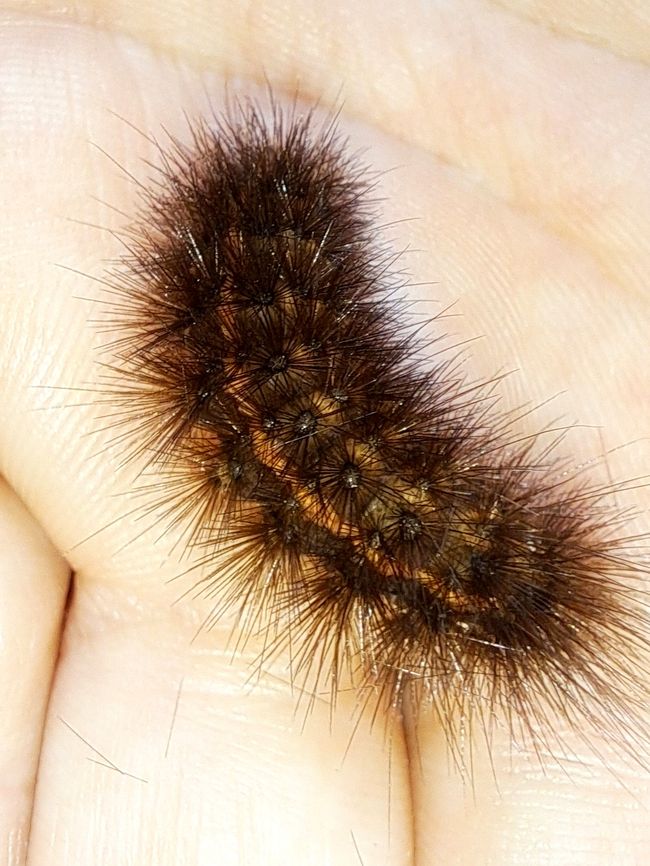 Breitflüfeliger Fleckleibbär