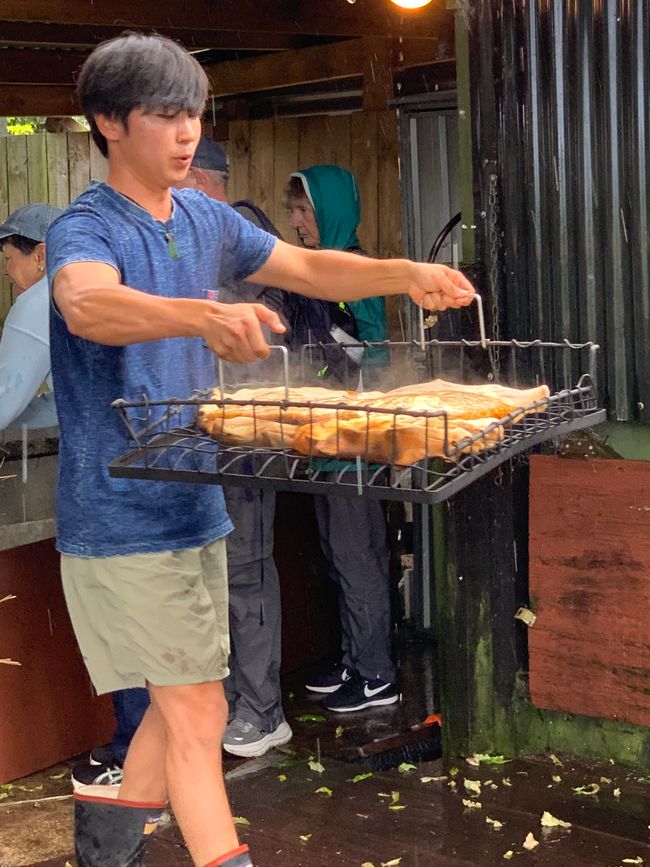 Whirinaki – Der Tag, an dem mich die Natur wieder gefunden hat