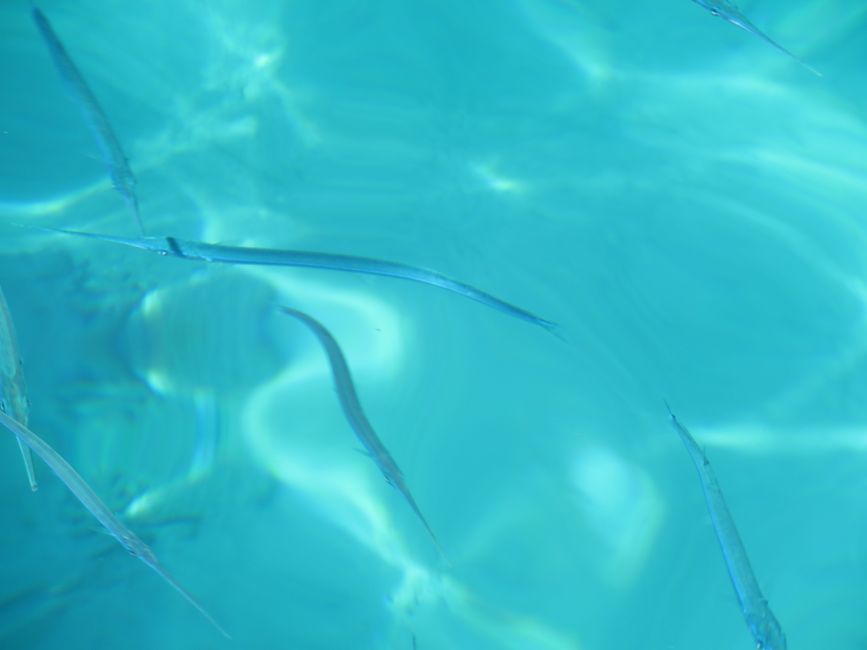 Poissons trompettes