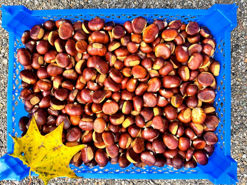 Selbst gesammelte Maronen!