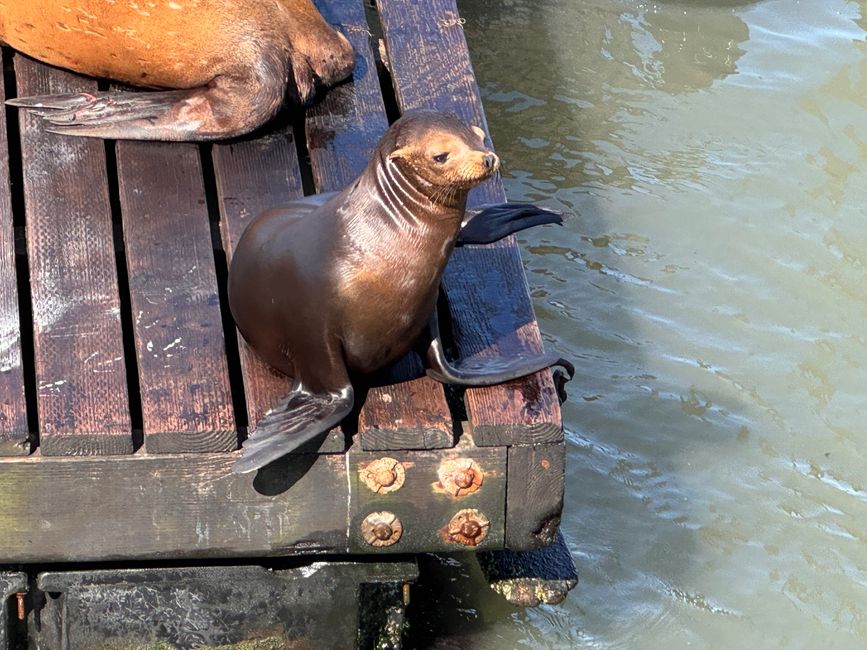 Tiere auf der Rundreise