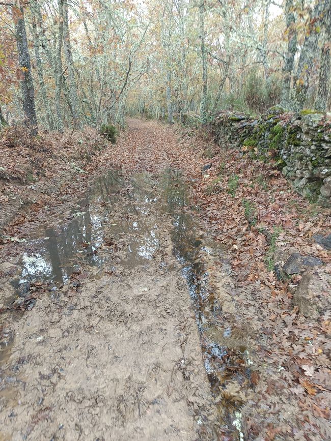 Wald und Matsch. Wir lieben es