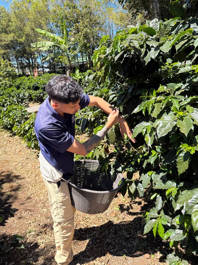 La cereza de café