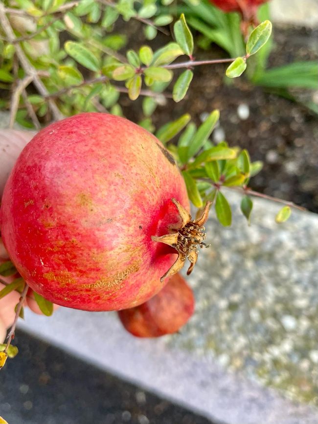 It still has to be big: a pomegranate.