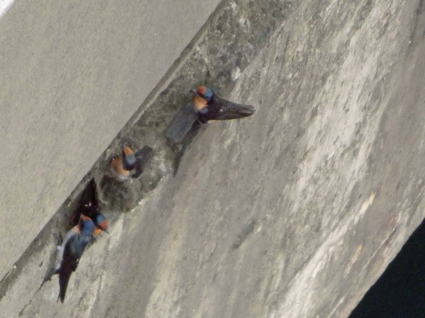 Schwalben
