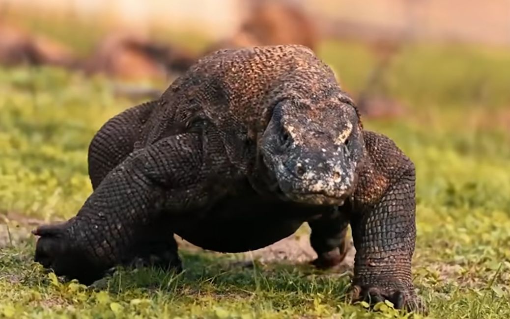 Komodo-Waran