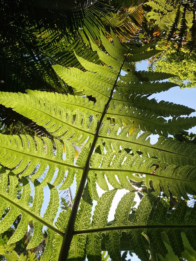 Zwischen Himmel und Erde - Georgetown/Penang