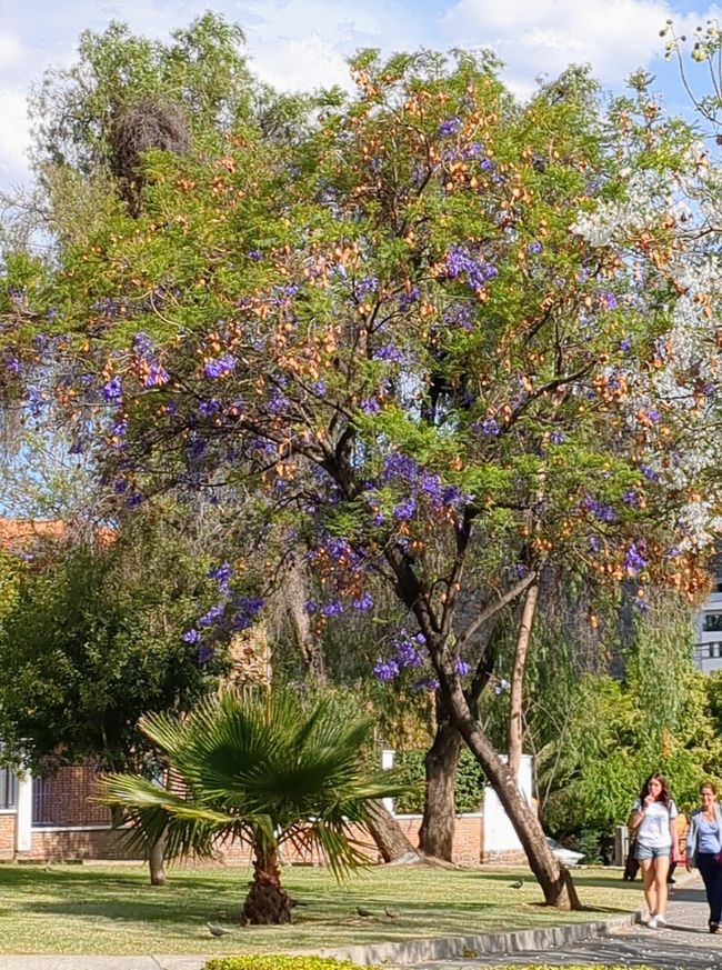 Jacarandás por todas partes
