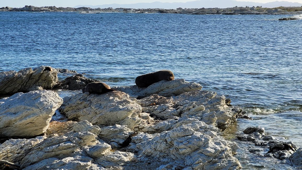 "Animal Watching" in Kaikoura – Part One