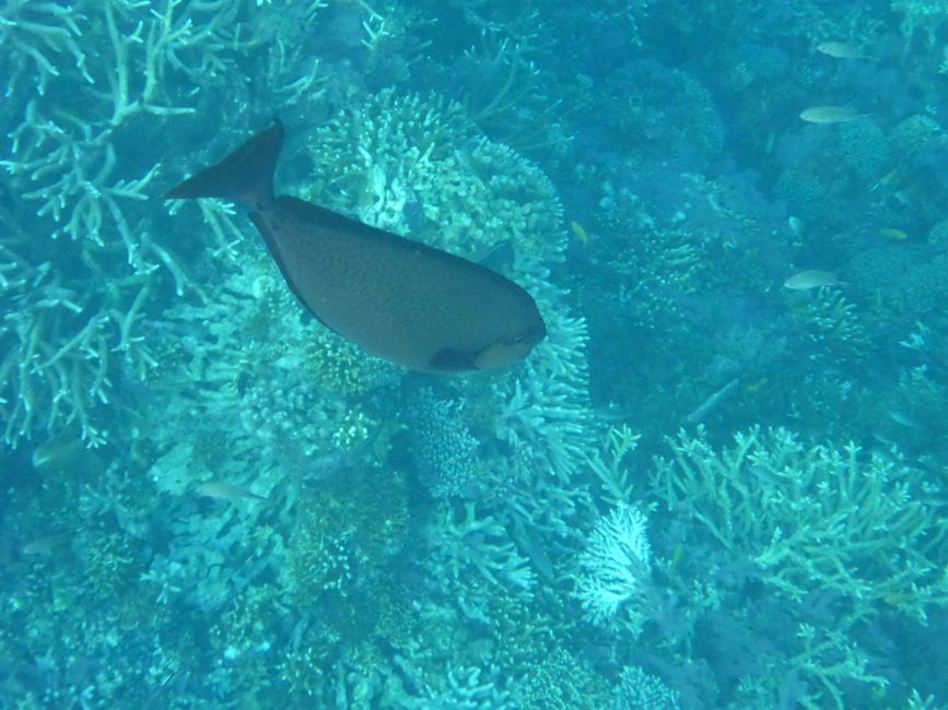 Sauwandarek, Raja Ampat, Indonesia