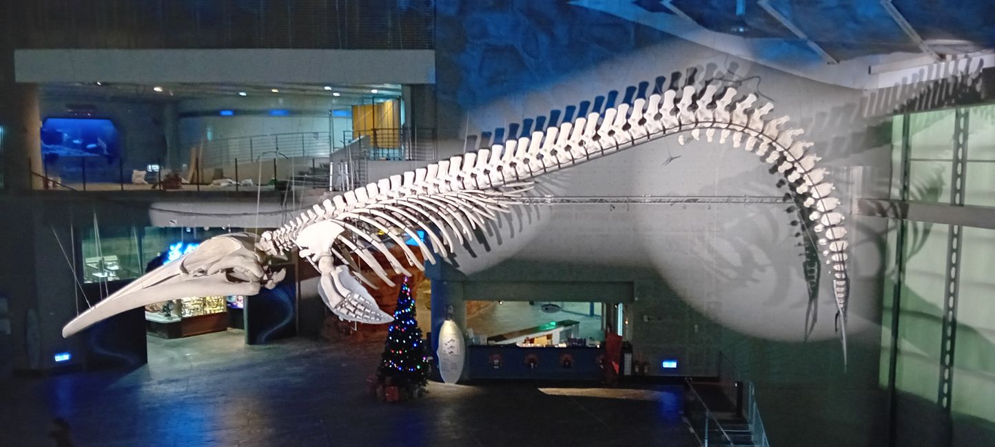 Checheng / Museo Nazionale di Biologia Marina & Museo