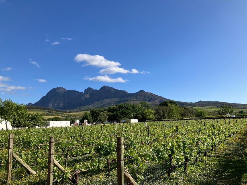 Blick über die Weinhänge